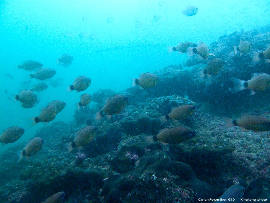 IMG_5310.JPG - UnderWater