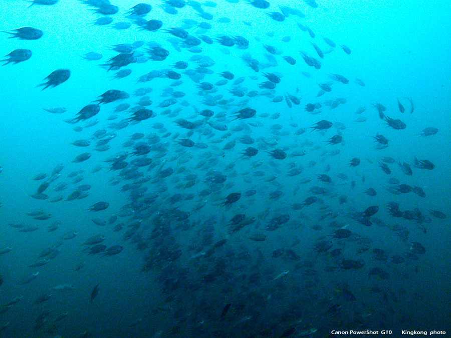 IMG_5312.JPG - UnderWater