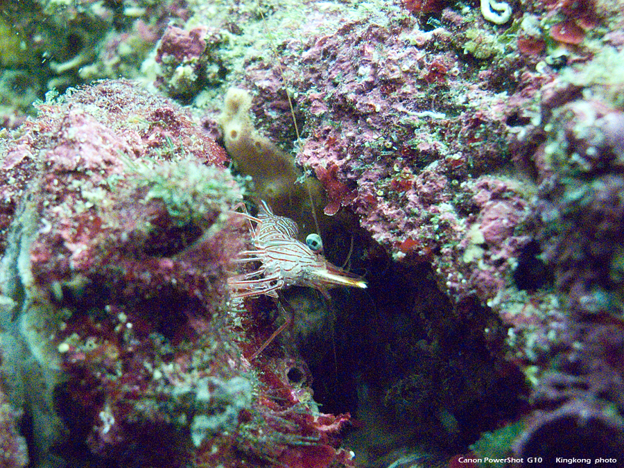 IMG_5331.JPG - UnderWater
