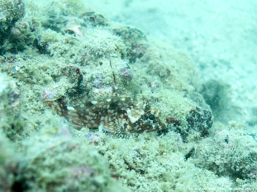 IMG_5337.JPG - UnderWater