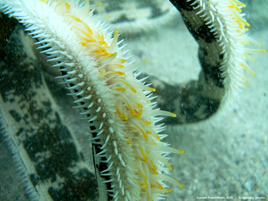 IMG_5341.JPG - UnderWater