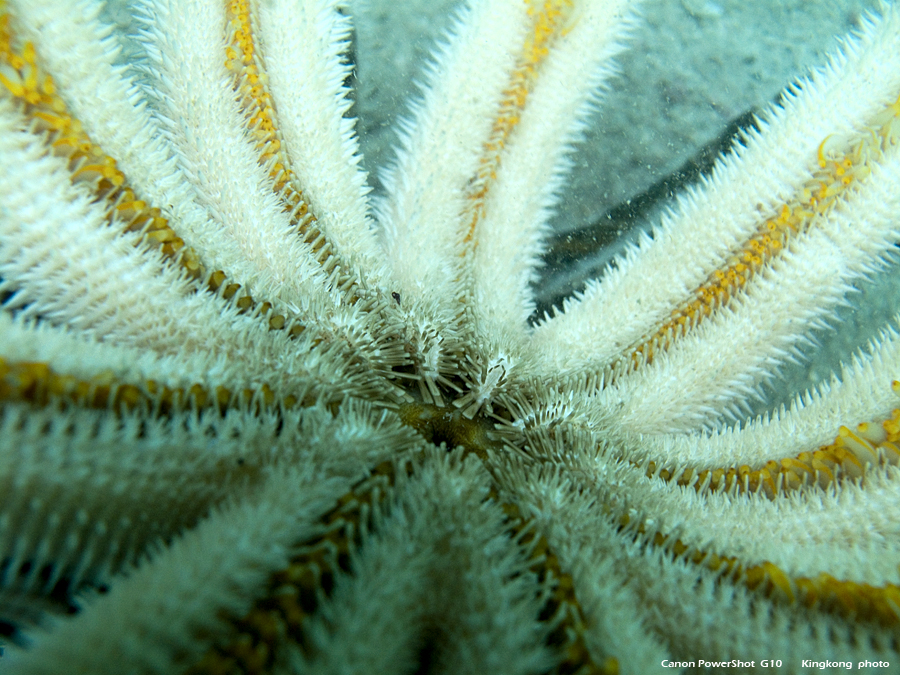 IMG_5344.JPG - UnderWater