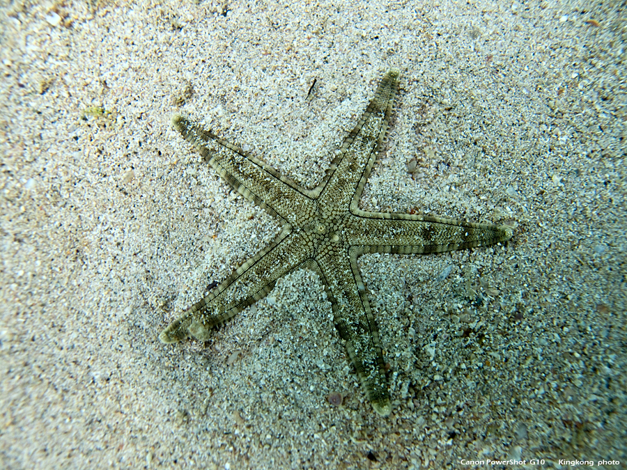 IMG_6099.JPG - Sharp Island