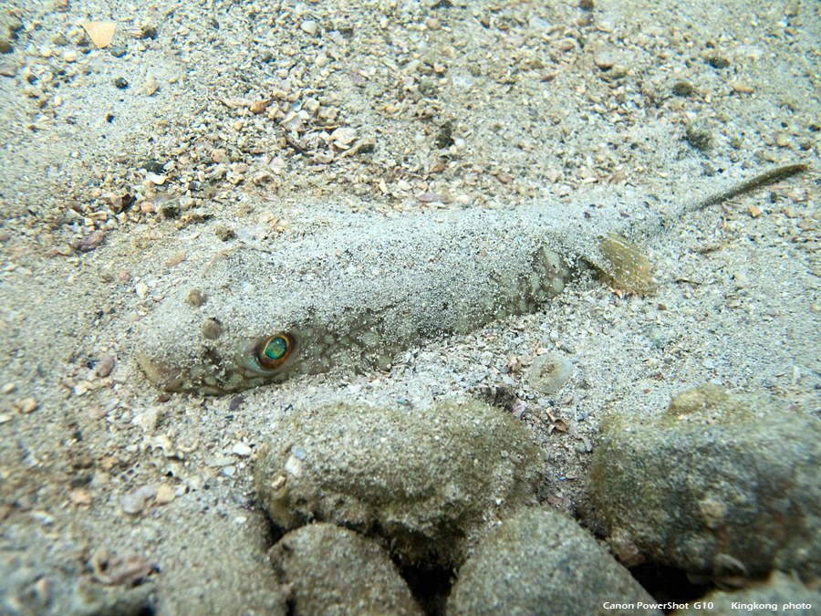 IMG_6108.JPG - Sharp Island