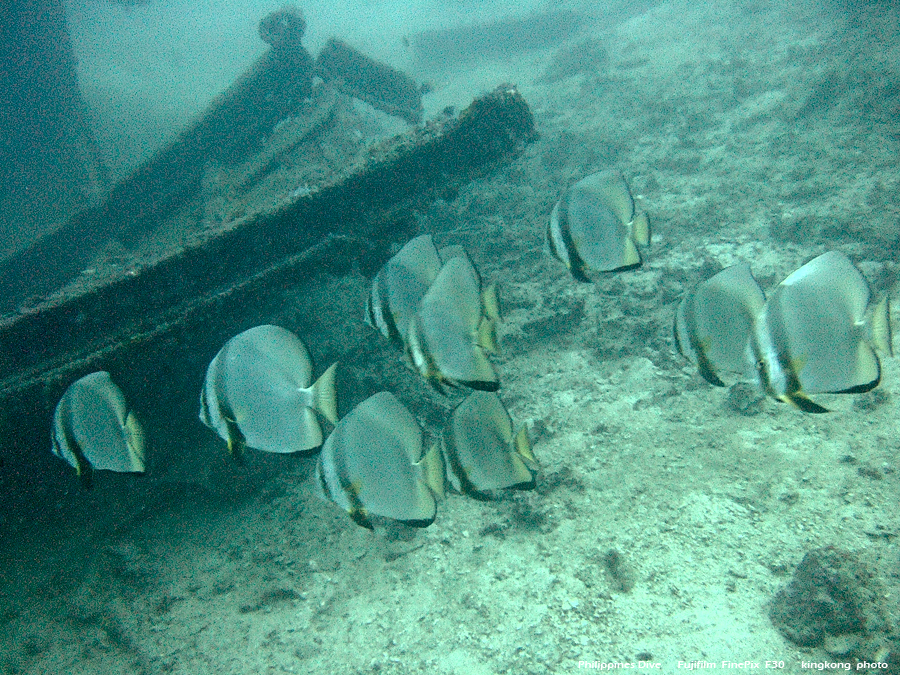 DSCF0083.JPG - Philippines Dive - Dari Laut Wreck