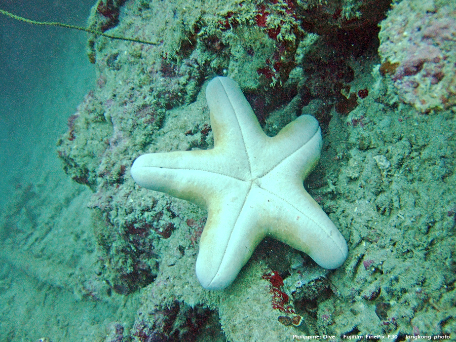 DSCF0084.JPG - Philippines Dive - Dari Laut Wreck