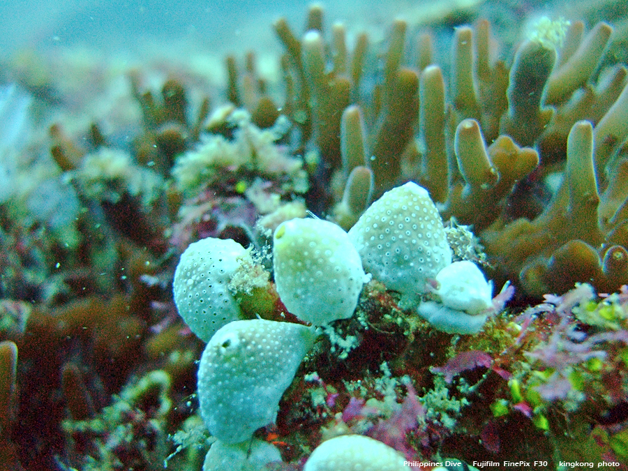 DSCF0097.JPG - Philippines Dive - Dari Laut Wreck