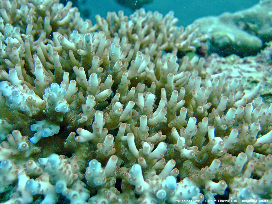 DSCF0099.JPG - Philippines Dive - Dari Laut Wreck