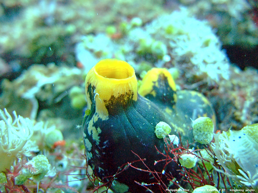 DSCF0102.JPG - Philippines Dive - Dari Laut Wreck