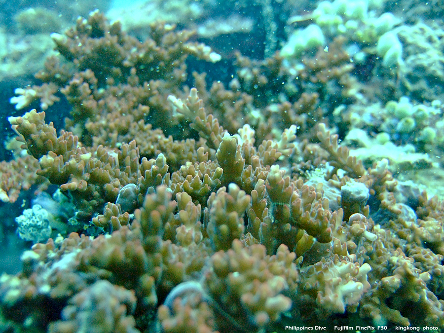 DSCF0107.JPG - Philippines Dive - Dari Laut Wreck