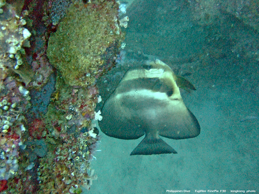 DSCF0111.JPG - Philippines Dive - Dari Laut Wreck