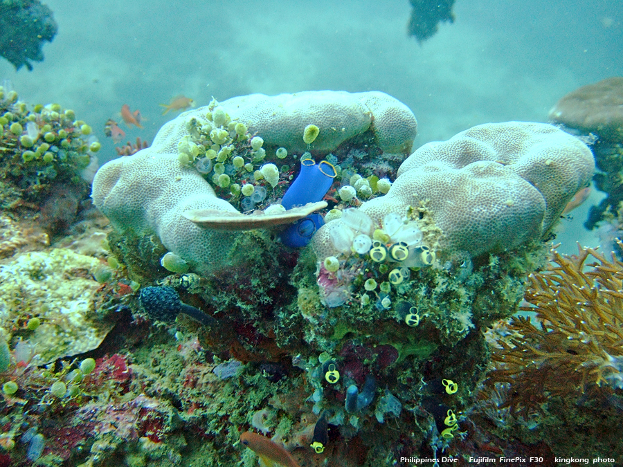 DSCF0115.JPG - Philippines Dive - Dari Laut Wreck