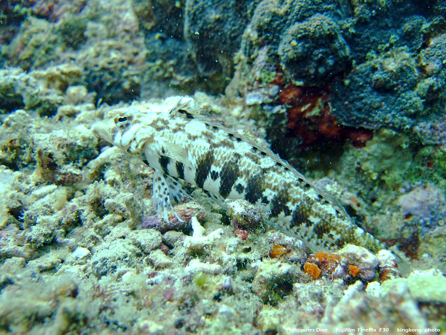 DSCF0118.JPG - Philippines Dive - Dari Laut Wreck