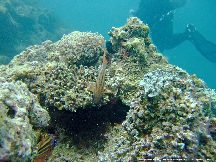 DSCF0120.JPG - Philippines Dive - Dari Laut Wreck