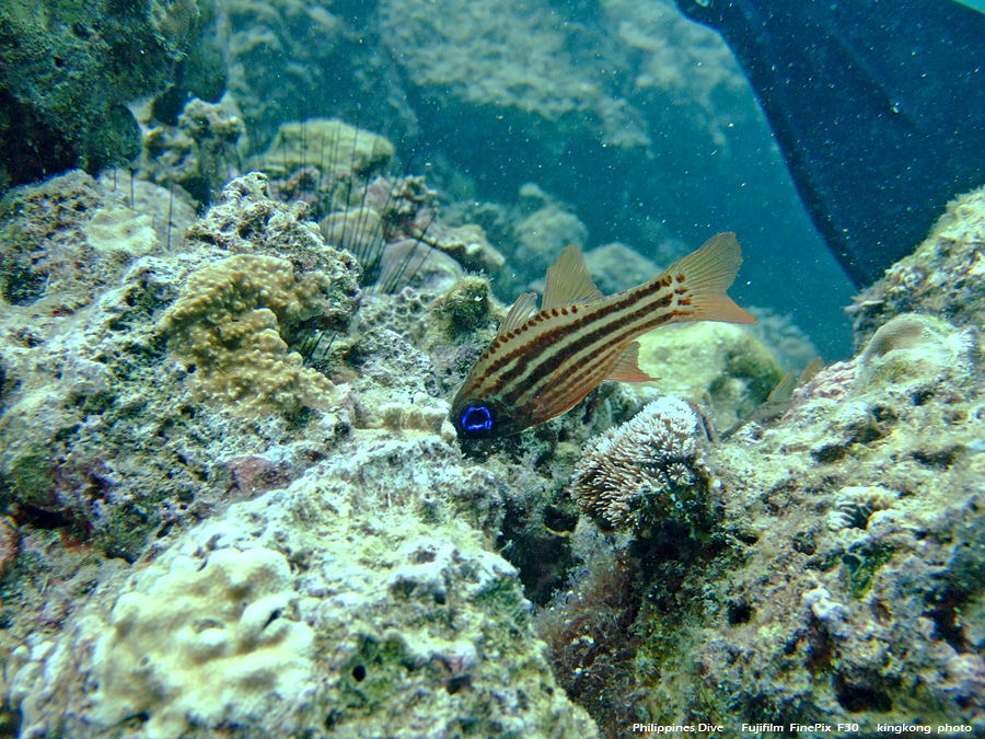 DSCF0121.JPG - Philippines Dive - Dari Laut Wreck