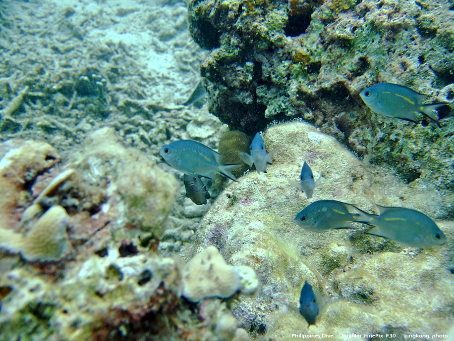 DSCF0125.JPG - Philippines Dive - Dari Laut Wreck