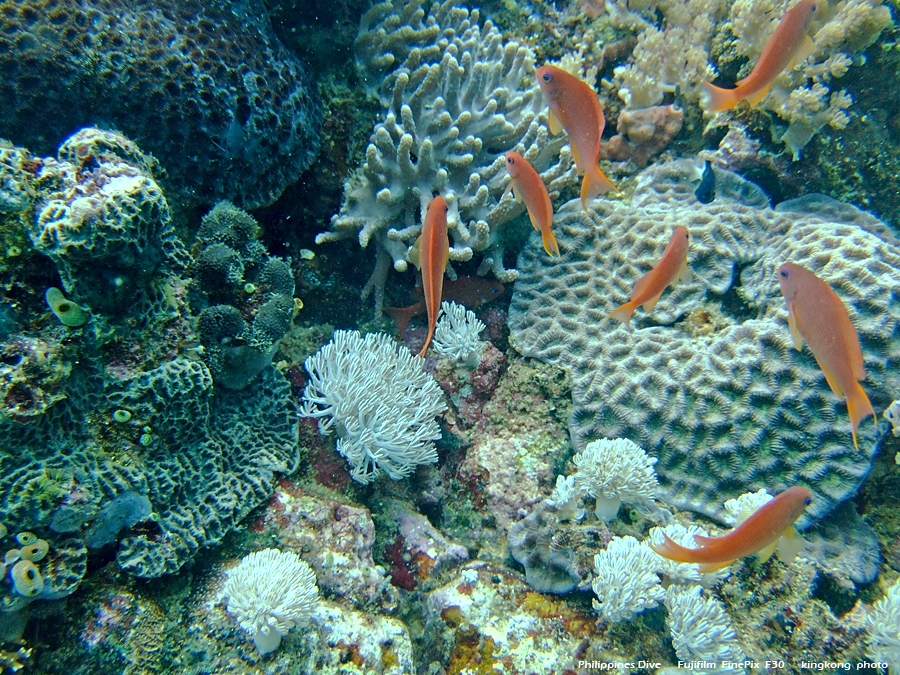 DSCF0130.JPG - Philippines Dive - Sombrero Island