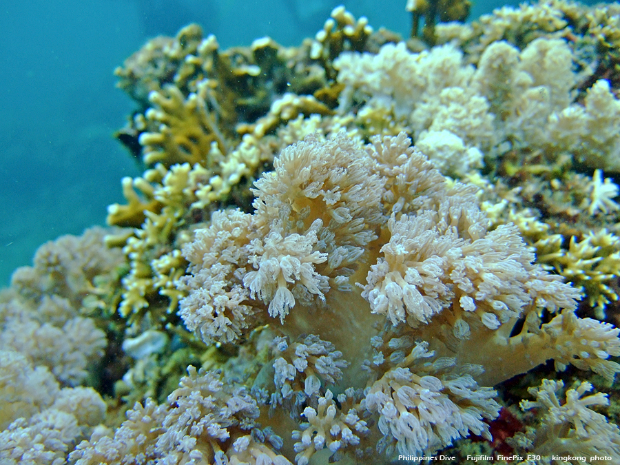 DSCF0132.JPG - Philippines Dive - Sombrero Island