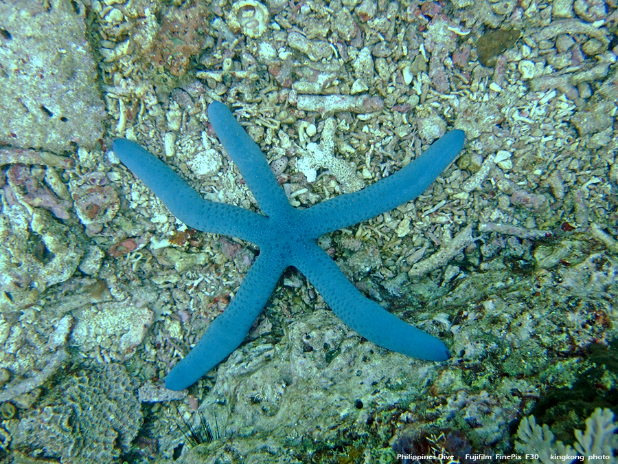 DSCF0133.JPG - Philippines Dive - Sombrero Island