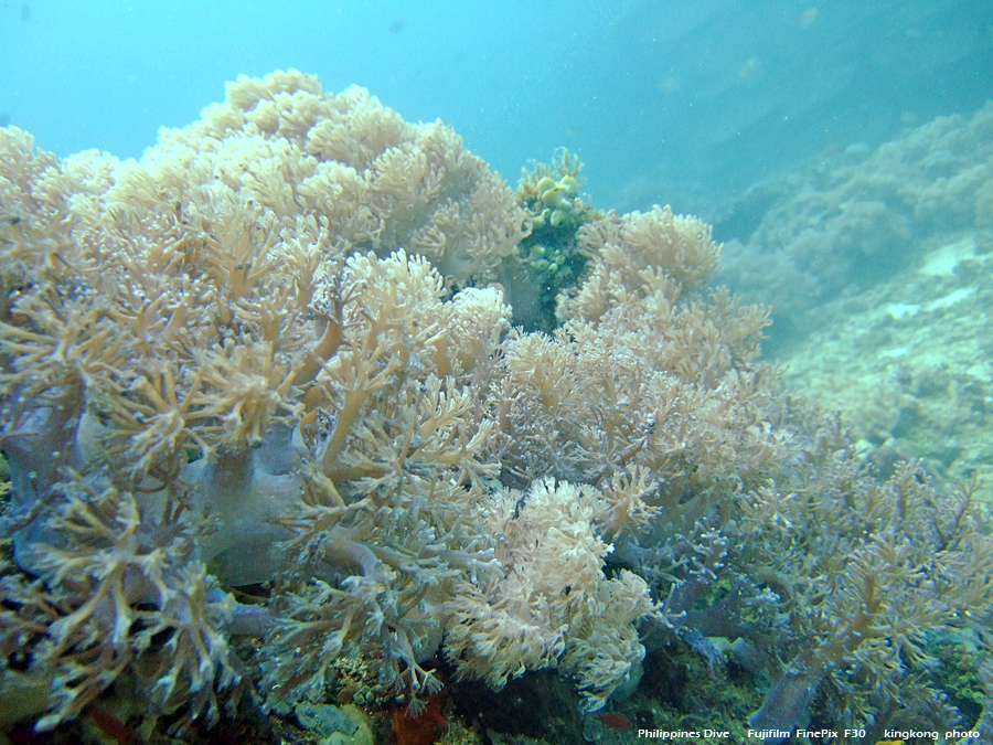 DSCF0135.JPG - Philippines Dive - Sombrero Island