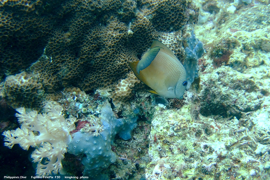 DSCF0138.JPG - Philippines Dive - Sombrero Island