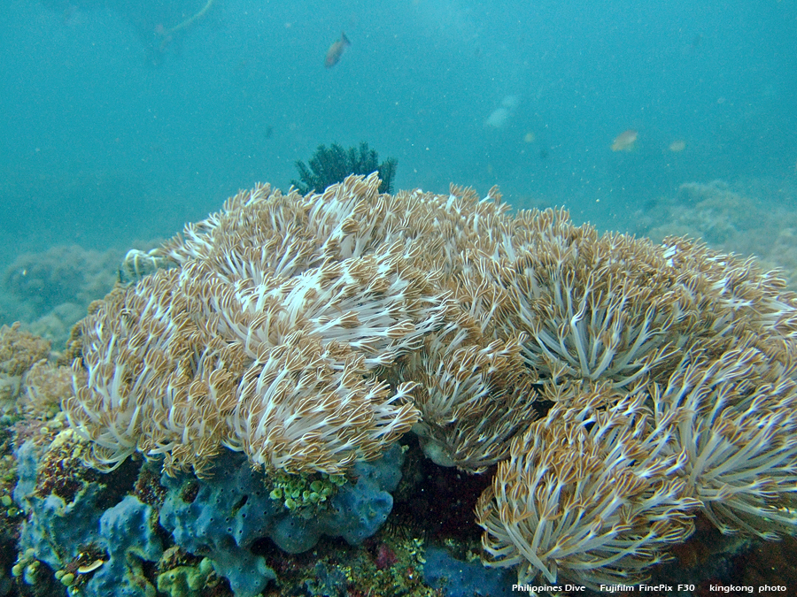 DSCF0144.JPG - Philippines Dive - Sombrero Island