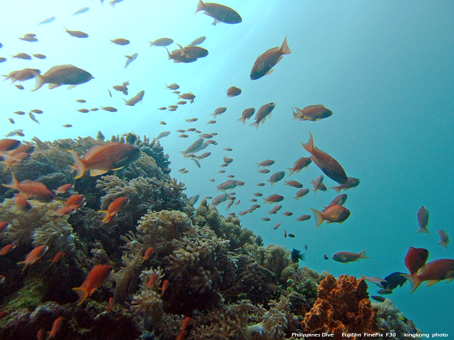 DSCF0147.JPG - Philippines Dive - Sombrero Island