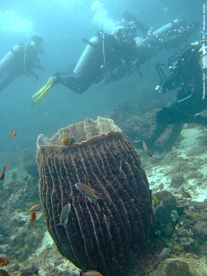 DSCF0148.JPG - Philippines Dive - Sombrero Island