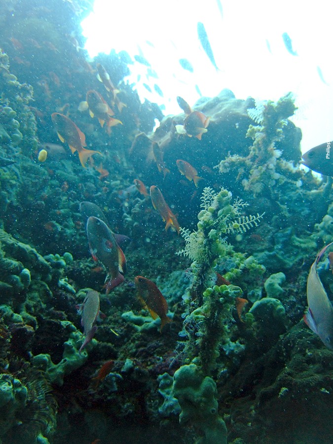 DSCF0149.JPG - Philippines Dive - Sombrero Island