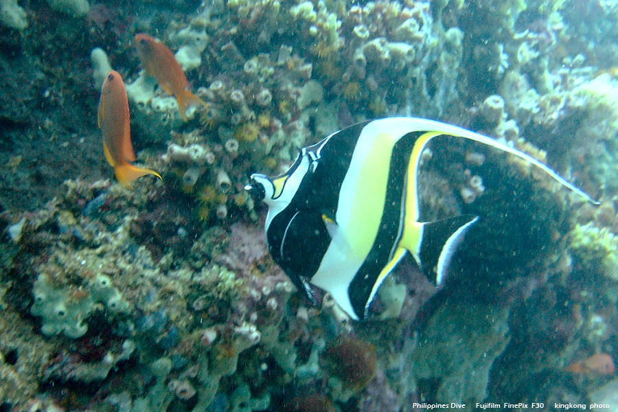 DSCF0151.JPG - Philippines Dive - Sombrero Island