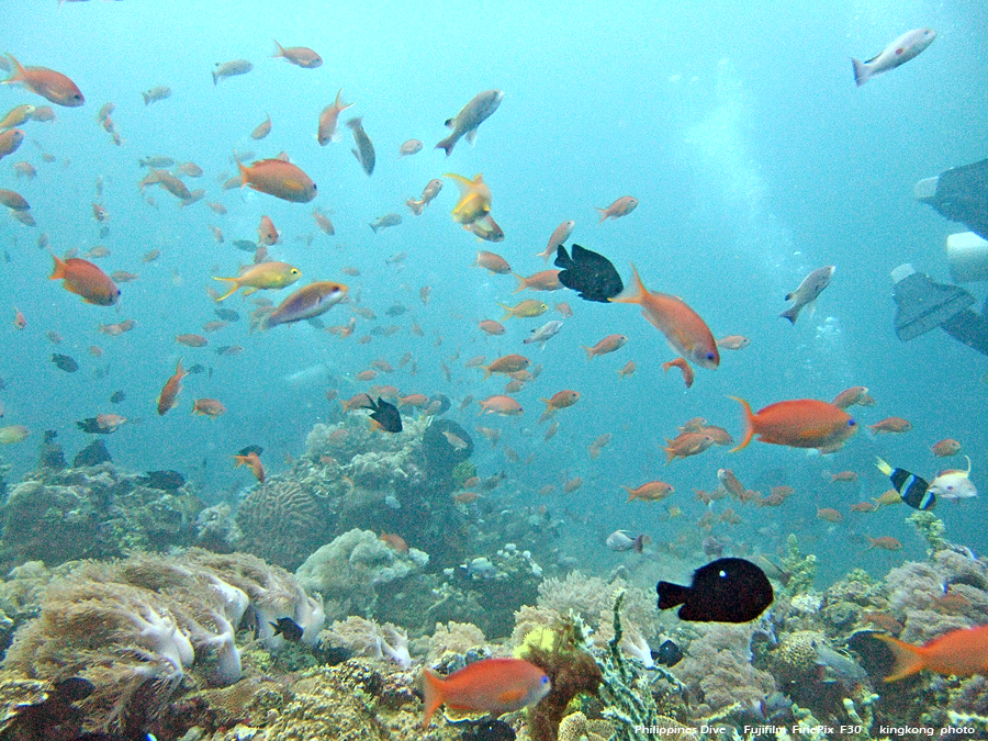 DSCF0154.JPG - Philippines Dive - Sombrero Island