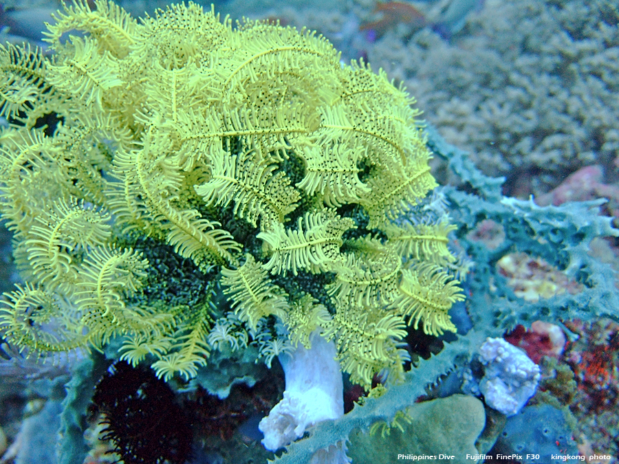 DSCF0155.JPG - Philippines Dive - Sombrero Island