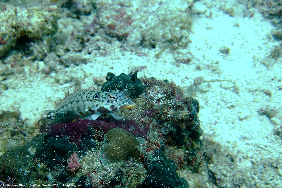 DSCF0159.JPG - Philippines Dive - Sombrero Island