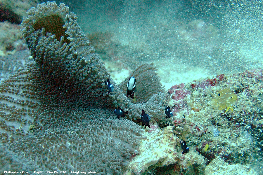 DSCF0163.JPG - Philippines Dive - Sombrero Island