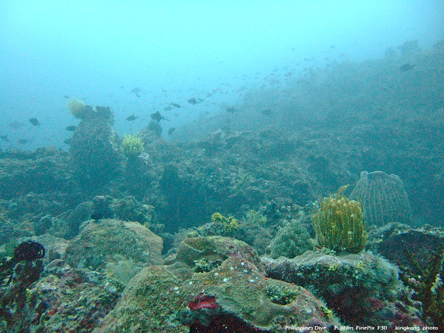 DSCF0167.JPG - Philippines Dive - Sombrero Island