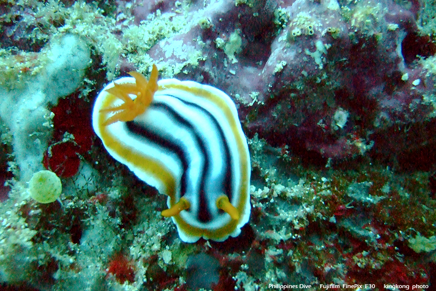 DSCF0172.JPG - Philippines Dive - Sombrero Island