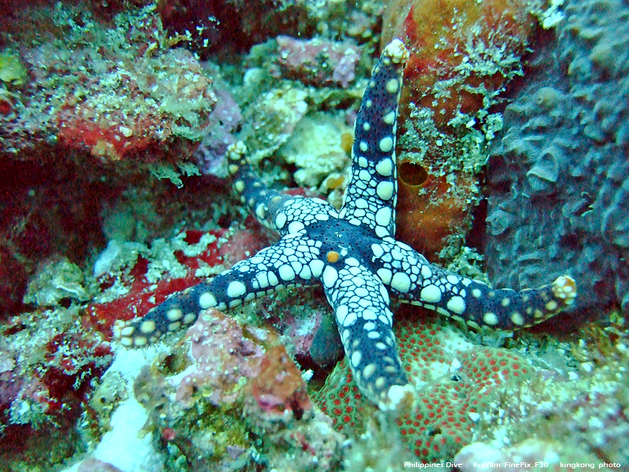 DSCF0173.JPG - Philippines Dive - Sombrero Island