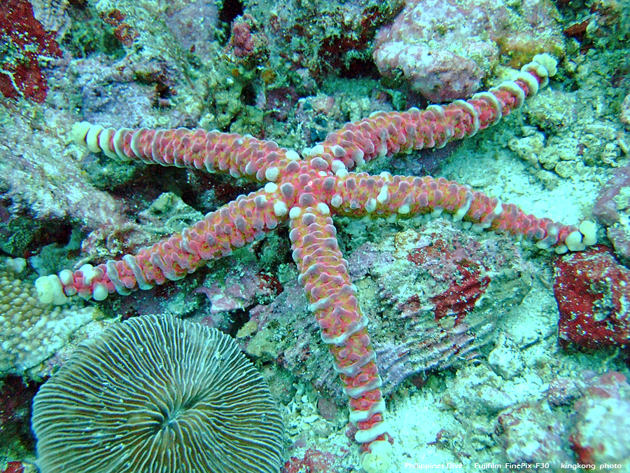 DSCF0174.JPG - Philippines Dive - Sombrero Island