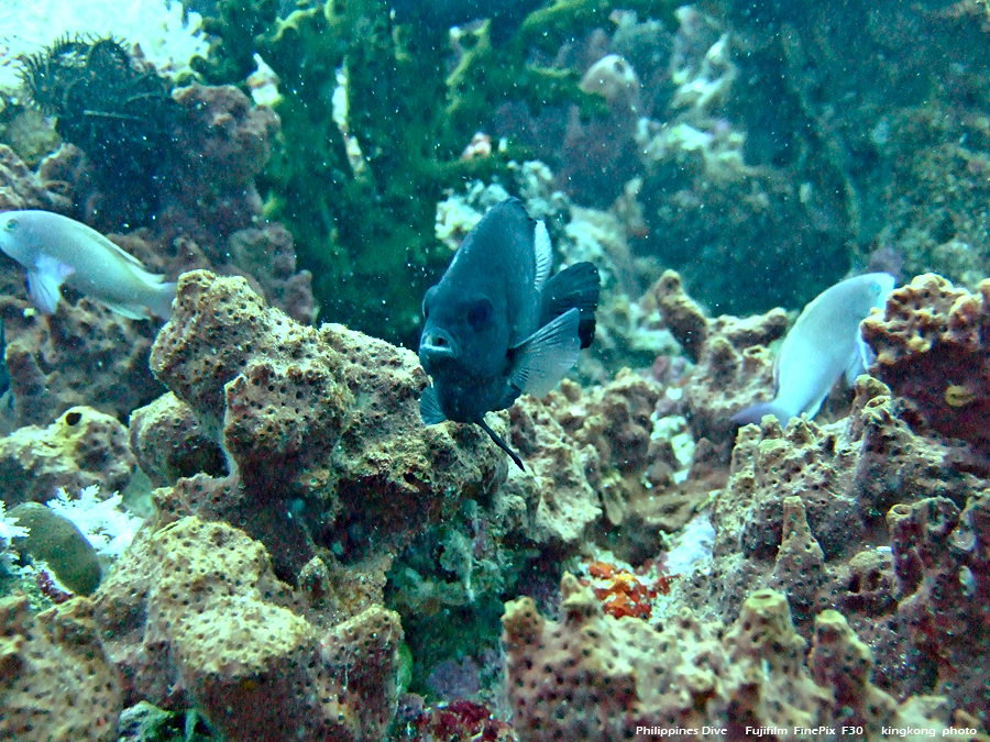 DSCF0175.JPG - Philippines Dive - Sombrero Island