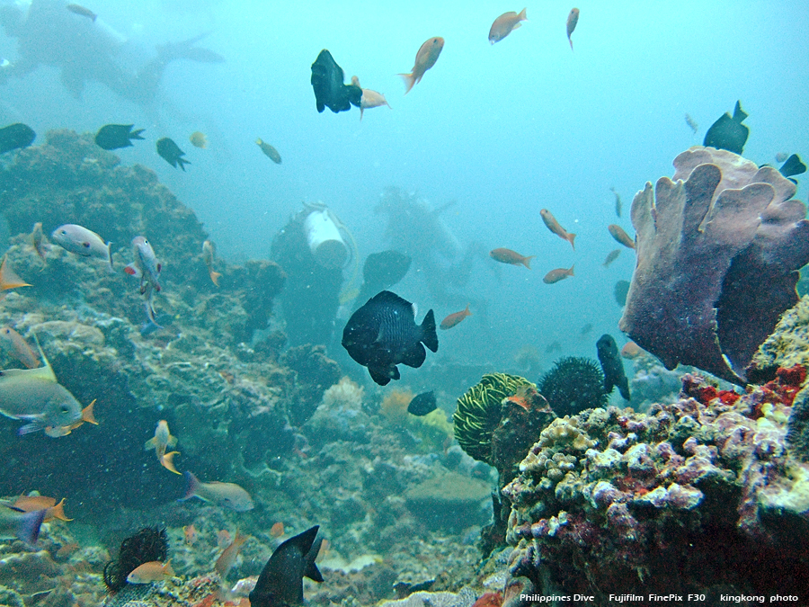 DSCF0177.JPG - Philippines Dive - Sombrero Island