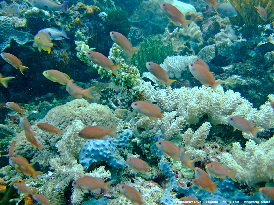 DSCF0180.JPG - Philippines Dive - Sombrero Island