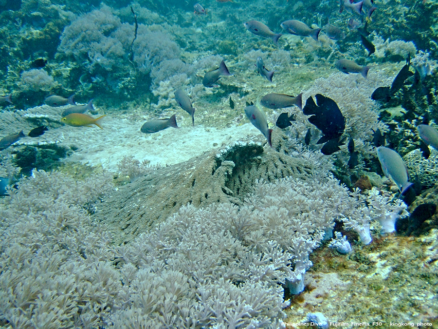 DSCF0184.JPG - Philippines Dive - Sombrero Island