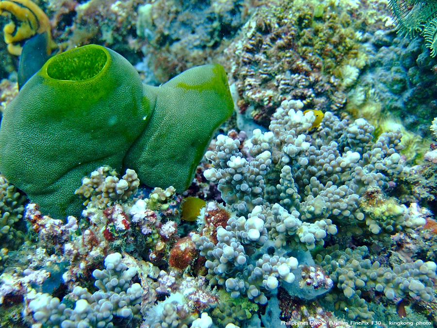 DSCF0186.JPG - Philippines Dive - Sombrero Island