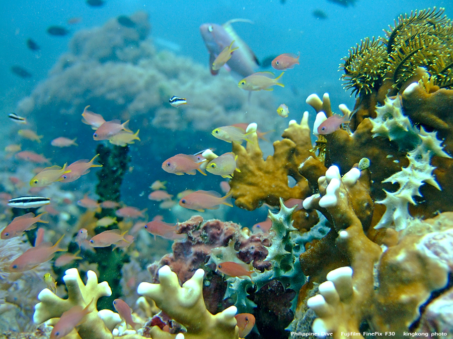 DSCF0190.JPG - Philippines Dive - Sombrero Island