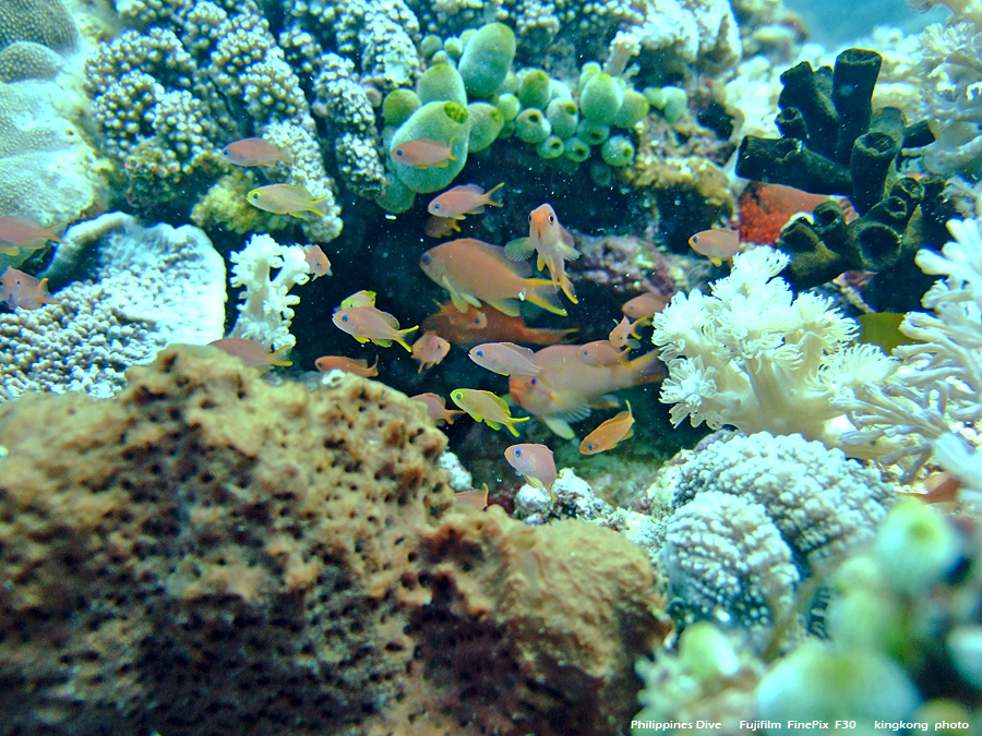 DSCF0192.JPG - Philippines Dive - Sombrero Island