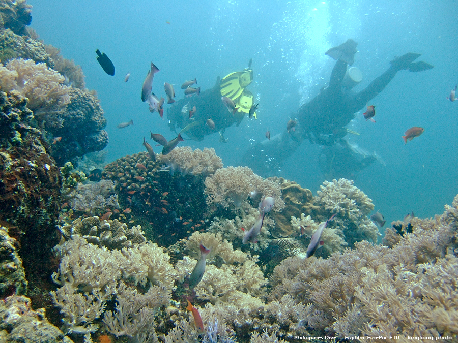 DSCF0193.JPG - Philippines Dive - Sombrero Island