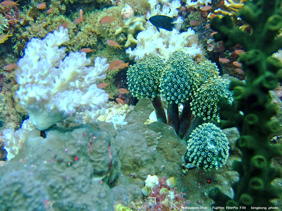 DSCF0194.JPG - Philippines Dive - Sombrero Island