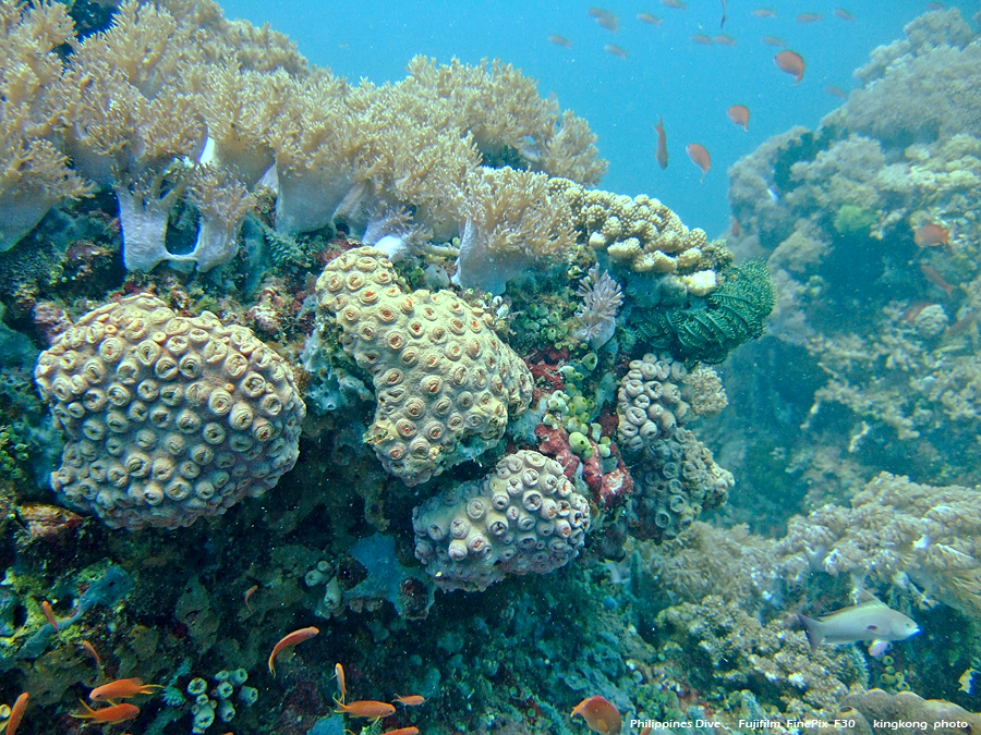 DSCF0195.JPG - Philippines Dive - Sombrero Island