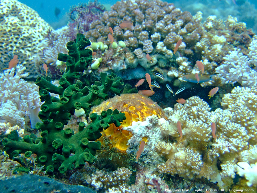 DSCF0197.JPG - Philippines Dive - Sombrero Island