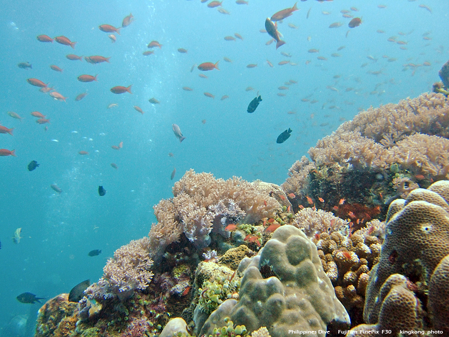 DSCF0199.JPG - Philippines Dive - Sombrero Island